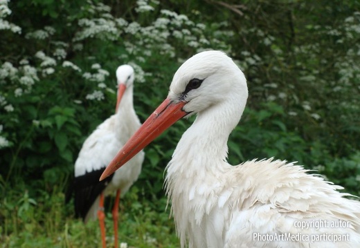 Bociany - Storks