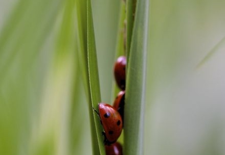 Biedronki - Ladybugs