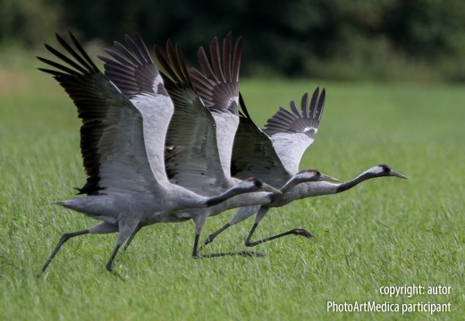 Start żurawi - Cranes takeoff