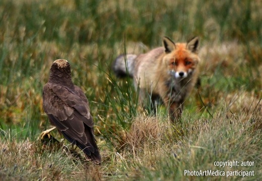 Konfrontacja błotniaka stawowego i lisa - The confrontation of the marsh harrier and the fox