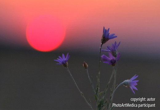 f1 Hristo Penchev-Sunset flower-BG sunset 7328