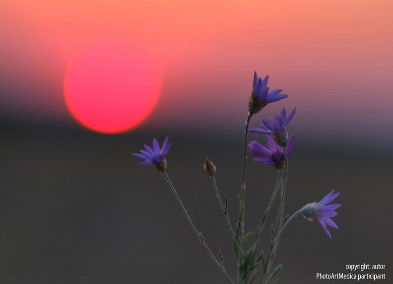 f1_Hristo Penchev-Sunset flower-BG_sunset_7328.jpg