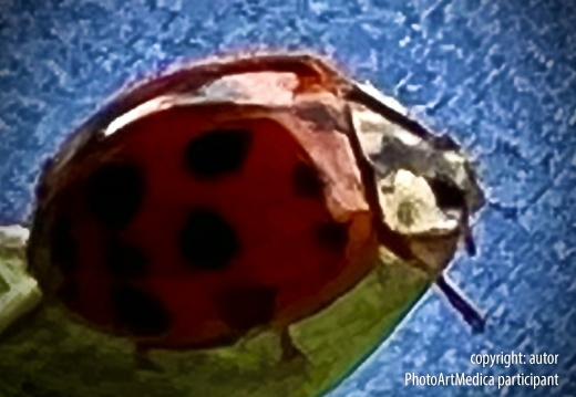 f4 renata ladybug freeimg 3592 7733